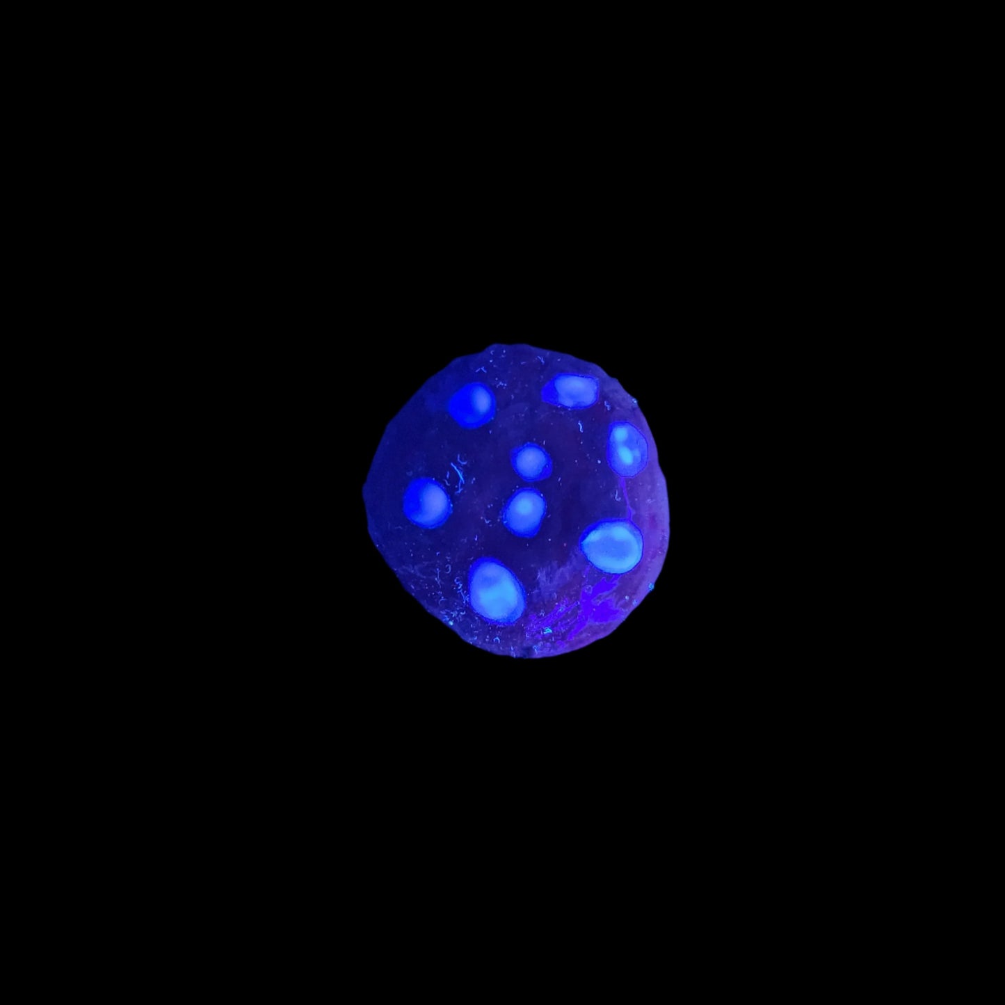 Red and blue Fairy step stone *Blacklight/UV activated*
